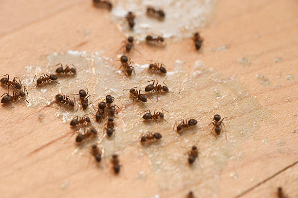 Best Pest Removal Services  in Gaston, SC